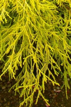 Gold Mop Threadleaf Cypress - 1 Gallon Pot -Garden Plants shop chamaecyparis pisifera gold mop cypress 102