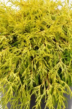 Gold Mop Threadleaf Cypress Tree (Standard Topiary) - 5 Gallon Pot -Garden Plants shop chamaecyparis pisifera gold mop single trunk topiary tree 2