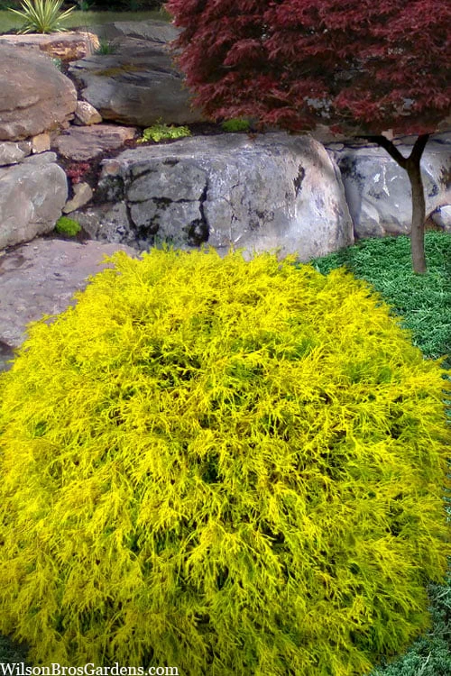 King's Gold Sawara False Cypress - 3 Gallon Pot King's Gold Sawara False Cypress - 3 Gallon Pot -Garden Plants shop chamaecyparis pisifera kings gold false cypress 7 1