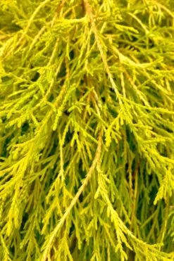 King's Gold Sawara False Cypress - 3 Gallon Pot 3 King's Gold Sawara False Cypress - 3 Gallon Pot -Garden Plants shop chamaecyparis pisifera kings gold false cypress 9 1