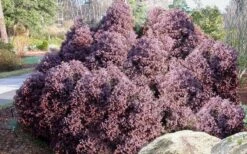 Heatherbun Atlantic White Cedar (Chamaecyparis Thyiodes) - 1 Gallon Pot -Garden Plants shop chamaecyparis thyoides heatherbun atlantic white cedar 2 1