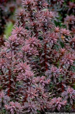 Red Star Cedar - 1 Gallon Pot 5 Red Star Cedar - 1 Gallon Pot -Garden Plants shop chamaecyparis thyoides red star cedar 8