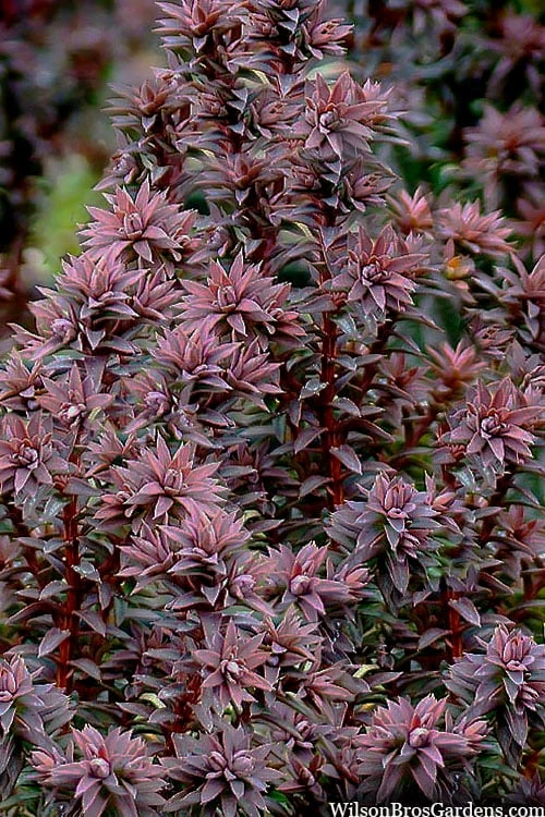 Red Star Cedar - 1 Gallon Pot Red Star Cedar - 1 Gallon Pot -Garden Plants shop chamaecyparis thyoides red star cedar 8