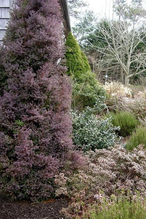 Red Star Cedar - 1 Gallon Pot Red Star Cedar - 1 Gallon Pot -Garden Plants shop chamaecyparis thyoides red star white cedar 1
