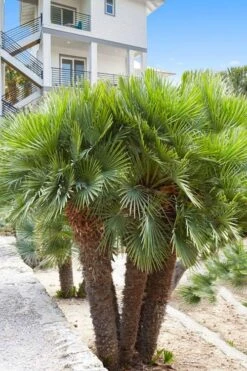 European Fan Palm - 7 Gallon Pot -Garden Plants shop chamaerops humilis european fan palm 101