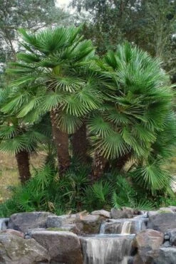 European Fan Palm - 7 Gallon Pot -Garden Plants shop chamaerops humilis european fan palm 102