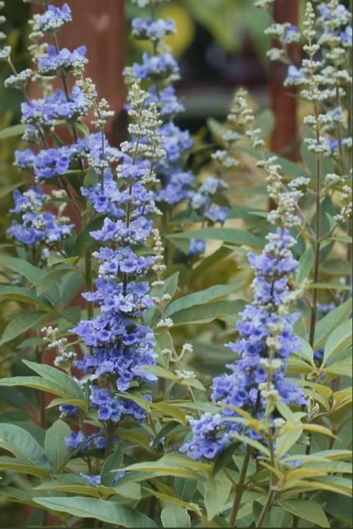 Blue Chaste Tree - Vitex agnus-castus - 1 Gallon Pot Blue Chaste Tree - Vitex Agnus-castus - 1 Gallon Pot -Garden Plants shop chaste tree blue 103