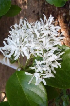 Tokyo Tower Chinese Fringe Tree (Chionanthus Retusus) - 7 Gallon Pot (5-6') -Garden Plants shop chionanthus retusus tokyo tower chinese fringe tree 4