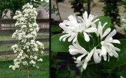 Tokyo Tower Chinese Fringe Tree (Chionanthus Retusus) - 7 Gallon Pot (5-6') -Garden Plants shop chionanthus retusus tokyo tower chinese fringe tree 6