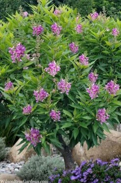 El Nino Desert Orchid (Chitalpa) - 3 Gallon Pot -Garden Plants shop chitalpa el nino desert orchid 10