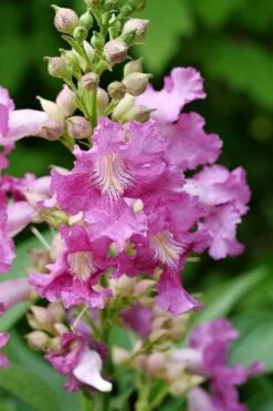 El Nino Desert Orchid (Chitalpa) - 3 Gallon Pot -Garden Plants shop chitalpa el nino desert orchid 2