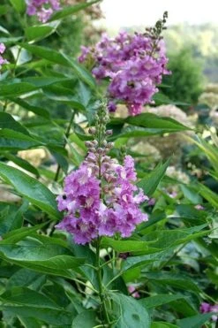 El Nino Desert Orchid (Chitalpa) - 3 Gallon Pot -Garden Plants shop chitalpa el nino desert orchid 8