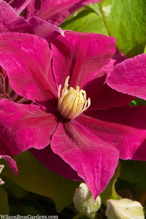 Acropolis Clematis - 1 Gallon Pot Acropolis Clematis - 1 Gallon Pot -Garden Plants shop clematis acropolis 4