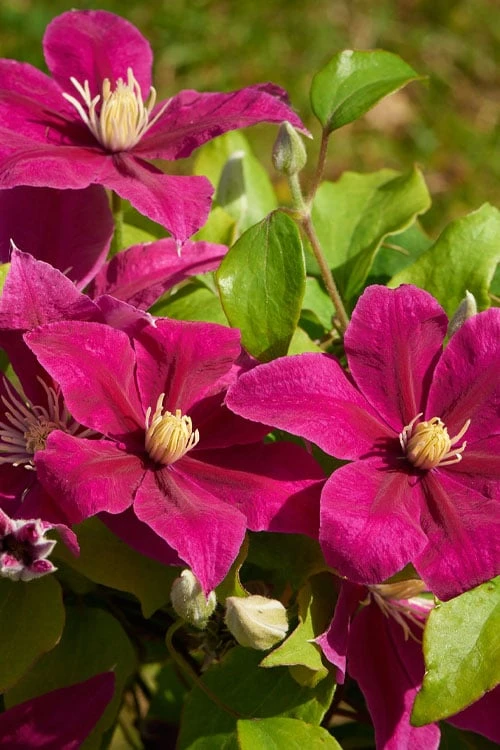 Acropolis Clematis - 1 Gallon Pot Acropolis Clematis - 1 Gallon Pot -Garden Plants shop clematis acropolis 5