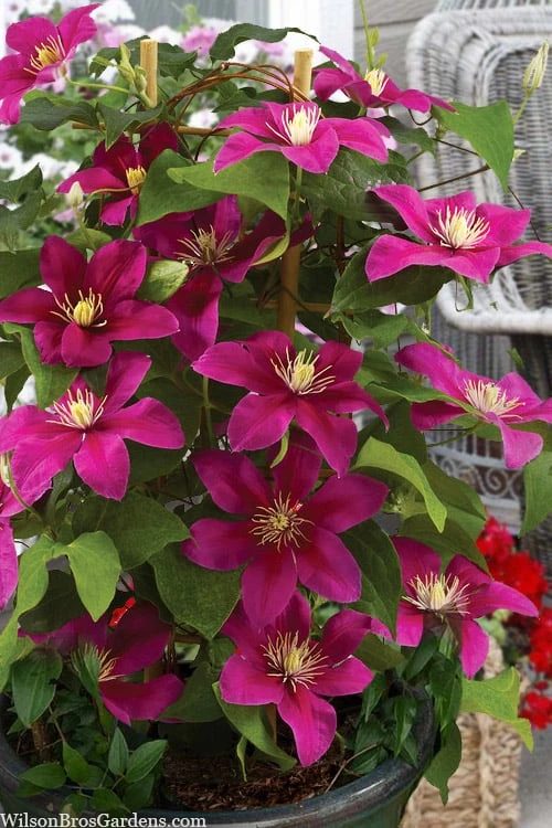 Acropolis Clematis - 1 Gallon Pot Acropolis Clematis - 1 Gallon Pot -Garden Plants shop clematis acropolis 7