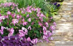 Alionushka Clematis - 1 Gallon Pot 3 Alionushka Clematis - 1 Gallon Pot -Garden Plants shop clematis alionushka 10