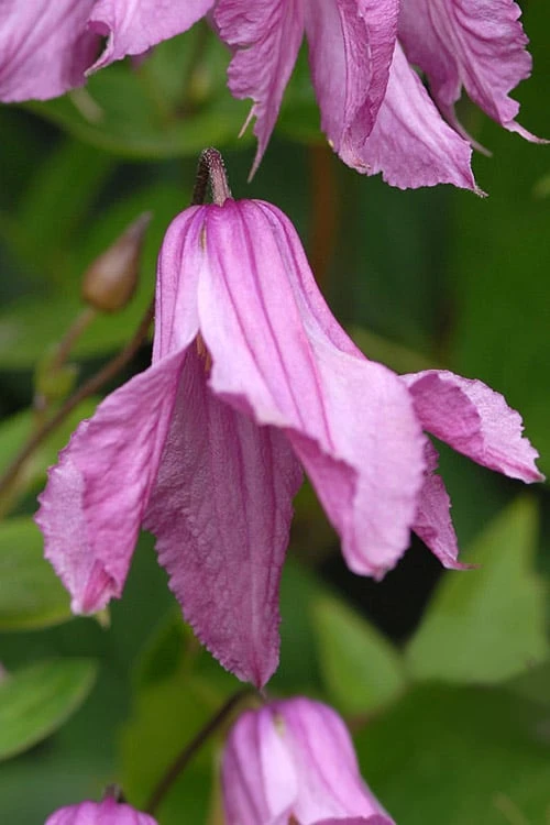 Alionushka Clematis - 1 Gallon Pot Alionushka Clematis - 1 Gallon Pot -Garden Plants shop clematis alionushka 5