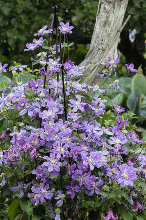Arabella Clematis - 1 Gallon Pot Arabella Clematis - 1 Gallon Pot -Garden Plants shop clematis arabella 10