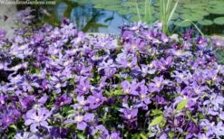 Arabella Clematis - 1 Gallon Pot 7 Arabella Clematis - 1 Gallon Pot -Garden Plants shop clematis arabella 12