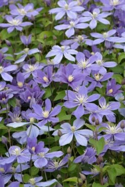 Arabella Clematis - 1 Gallon Pot 6 Arabella Clematis - 1 Gallon Pot -Garden Plants shop clematis arabella 5
