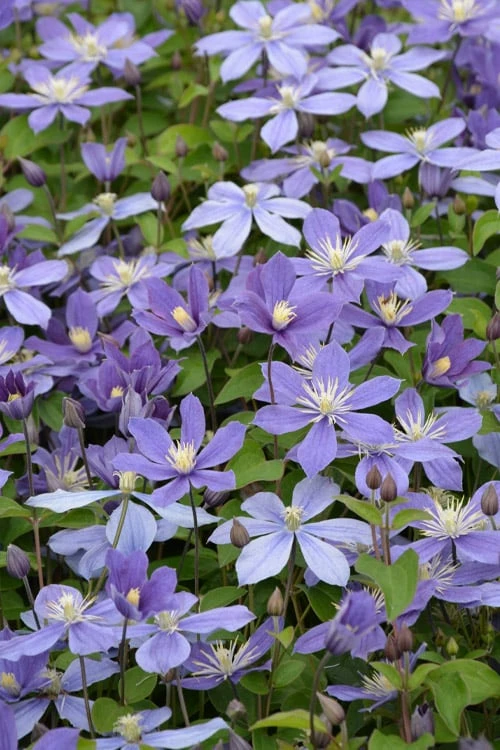Arabella Clematis - 1 Gallon Pot Arabella Clematis - 1 Gallon Pot -Garden Plants shop clematis arabella 5