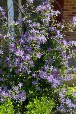 Arabella Clematis - 1 Gallon Pot 5 Arabella Clematis - 1 Gallon Pot -Garden Plants shop clematis arabella 6