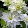 Arctic Queen Clematis - 1 Gallon Pot