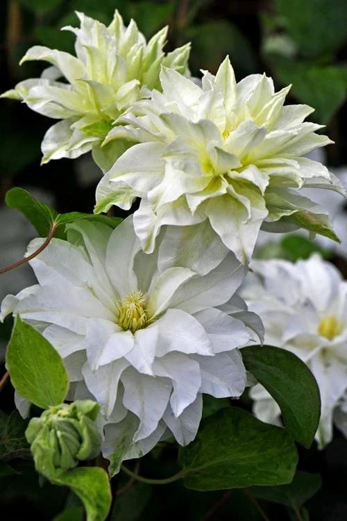 Arctic Queen Clematis - 1 Gallon Pot Arctic Queen Clematis - 1 Gallon Pot -Garden Plants shop clematis arctic queen 10