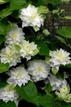 Arctic Queen Clematis - 1 Gallon Pot 3 Arctic Queen Clematis - 1 Gallon Pot -Garden Plants shop clematis arctic queen 12