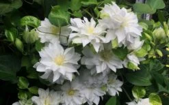 Arctic Queen Clematis - 1 Gallon Pot 6 Arctic Queen Clematis - 1 Gallon Pot -Garden Plants shop clematis arctic queen 5