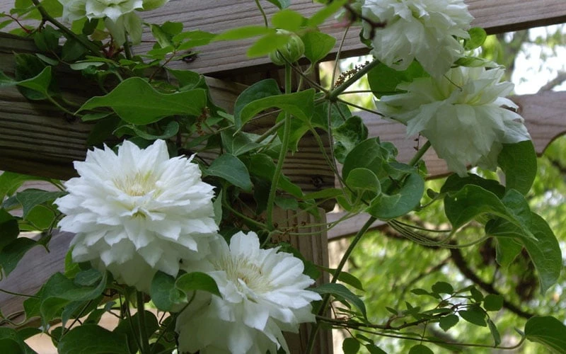 Arctic Queen Clematis - 1 Gallon Pot Arctic Queen Clematis - 1 Gallon Pot -Garden Plants shop clematis arctic queen 6