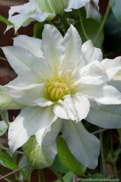 Arctic Queen Clematis - 1 Gallon Pot 7 Arctic Queen Clematis - 1 Gallon Pot -Garden Plants shop clematis arctic queen 8