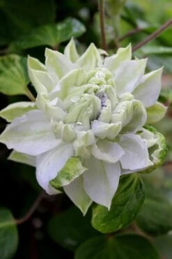Arctic Queen Clematis - 1 Gallon Pot 4 Arctic Queen Clematis - 1 Gallon Pot -Garden Plants shop clematis arctic queen 9