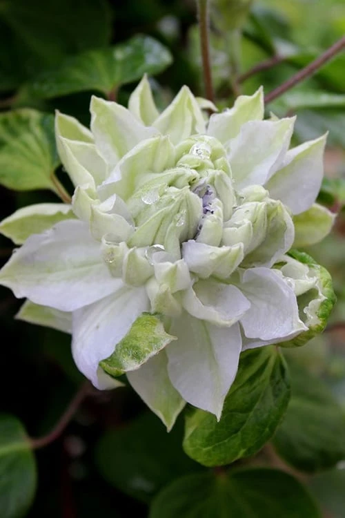 Arctic Queen Clematis - 1 Gallon Pot Arctic Queen Clematis - 1 Gallon Pot -Garden Plants shop clematis arctic queen 9