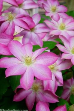 Asao Clematis - 1 Gallon Pot -Garden Plants shop clematis asao 15