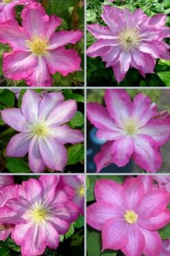 Asao Clematis - 1 Gallon Pot -Garden Plants shop clematis asao 18