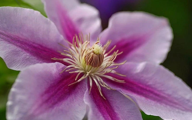 Bees Jubilee Clematis - 1 Gallon Pot Bees Jubilee Clematis - 1 Gallon Pot -Garden Plants shop clematis bees jubilee 10