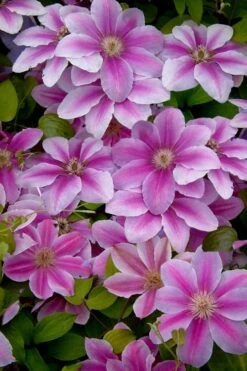Bees Jubilee Clematis - 1 Gallon Pot 3 Bees Jubilee Clematis - 1 Gallon Pot -Garden Plants shop clematis bees jubilee 13