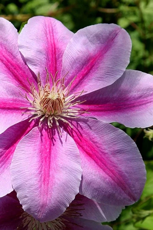 Bees Jubilee Clematis - 1 Gallon Pot Bees Jubilee Clematis - 1 Gallon Pot -Garden Plants shop clematis bees jubilee 2