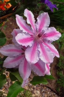Bees Jubilee Clematis - 1 Gallon Pot 4 Bees Jubilee Clematis - 1 Gallon Pot -Garden Plants shop clematis bees jubilee 5