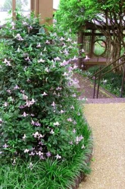 Betty Corning Clematis - 1 Gallon Pot 5 Betty Corning Clematis - 1 Gallon Pot -Garden Plants shop clematis betty corning 6