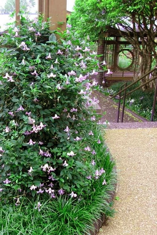 Betty Corning Clematis - 1 Gallon Pot Betty Corning Clematis - 1 Gallon Pot -Garden Plants shop clematis betty corning 6