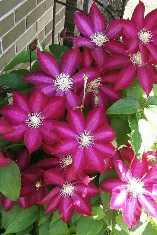 Bourbon Clematis - 1 Gallon Pot Bourbon Clematis - 1 Gallon Pot -Garden Plants shop clematis bourbon 8