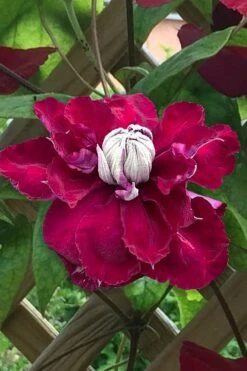 Charmaine Clematis - 1 Gallon Pot 6 Charmaine Clematis - 1 Gallon Pot -Garden Plants shop clematis charmaine 1