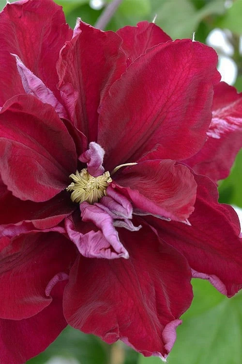 Charmaine Clematis - 1 Gallon Pot Charmaine Clematis - 1 Gallon Pot -Garden Plants shop clematis charmaine 2