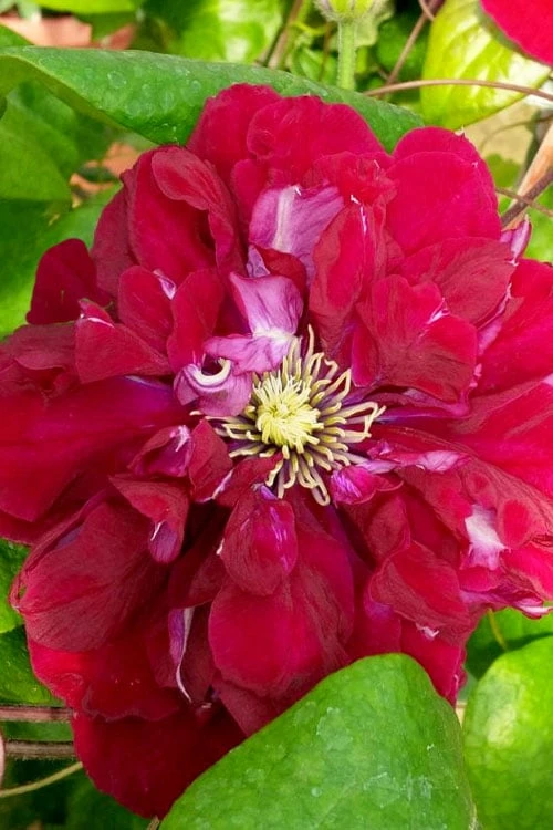 Charmaine Clematis - 1 Gallon Pot Charmaine Clematis - 1 Gallon Pot -Garden Plants shop clematis charmaine 3