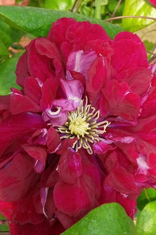 Charmaine Clematis - 1 Gallon Pot Charmaine Clematis - 1 Gallon Pot -Garden Plants shop clematis charmaine 500x750 1