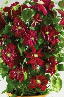 Charmaine Clematis - 1 Gallon Pot 3 Charmaine Clematis - 1 Gallon Pot -Garden Plants shop clematis charmaine 6
