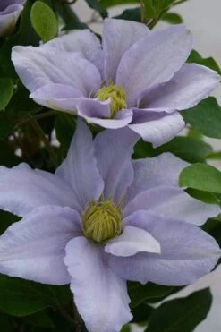 Chelsea Clematis - 1 Gallon Pot 5 Chelsea Clematis - 1 Gallon Pot -Garden Plants shop clematis chelsea 3