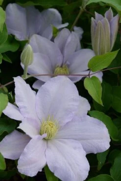 Chelsea Clematis - 1 Gallon Pot 3 Chelsea Clematis - 1 Gallon Pot -Garden Plants shop clematis chelsea 4